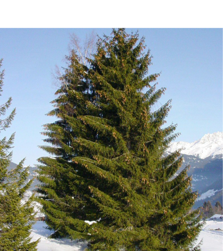 Pohon-Pohon Ini Terbukti Tahan di Suhu Dingin Ekstrem