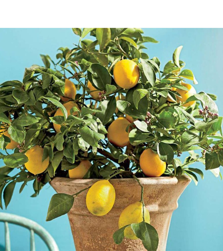 Menanam Lemon di Pot di Rumah, Trik Sederhana Supaya Buah Melimpah