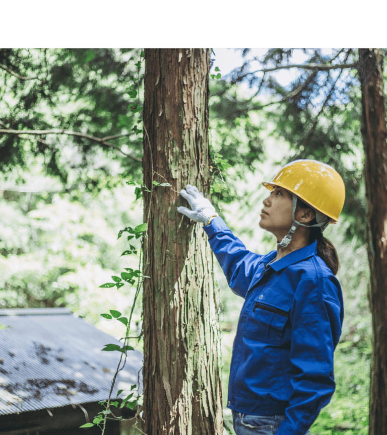 Bagaimana Peran Tenaga Teknis Pengelolaan Hutan dalam Sistem Perizinan dan Pengawasan?