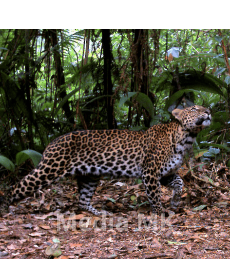 Heboh! Macan Tutul Jawa Masuk Permukiman Warga Pacet Bandung, Dua Orang Alami Luka