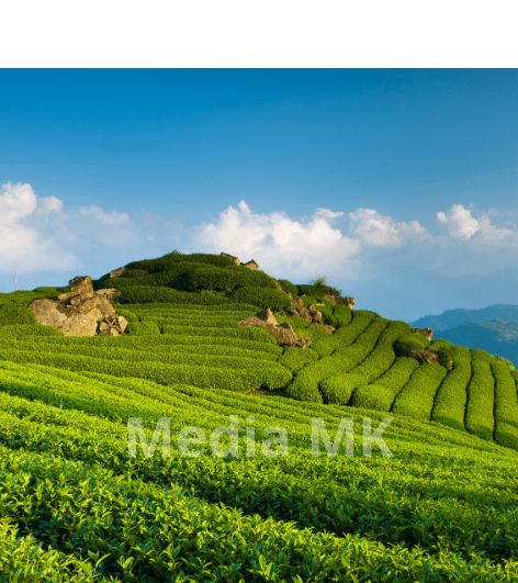 Peran Akar Tanaman Teh dalam Mencegah Erosi Tanah di Lahan Miring