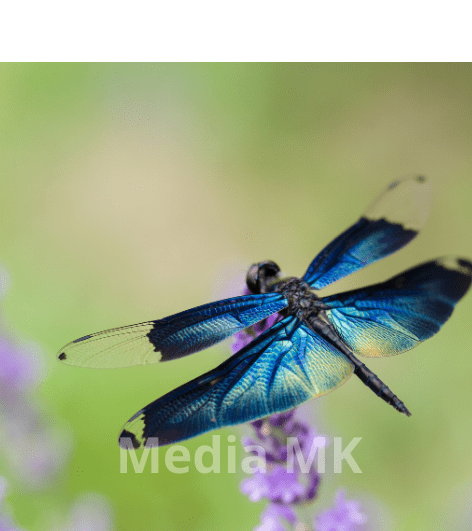 Capung: Serangga Cantik Penjaga Keseimbangan Alam yang Jarang Disadari