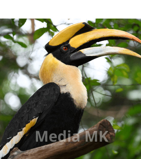 Burung Rangkong, Satwa Ikonik Hutan Kalimantan yang Perlu Dilindungi
