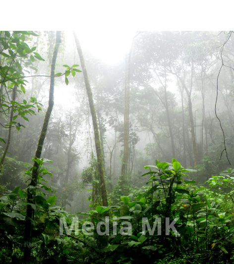 Ancaman Penurunan Biodiversitas terhadap Rantai Pasok dan Kinerja Perusahaan