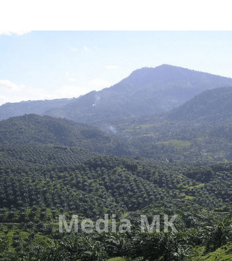 Kebun Sawit di Cigudeg Jadi Penopang Ekonomi Masyarakat Lokal?