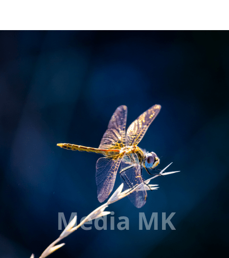 Capung dan Perannya dalam Mengendalikan Hama Secara Alami