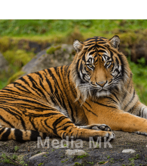 Harimau Sumatera: Spesies Langka yang Perlu Dijaga Bersama