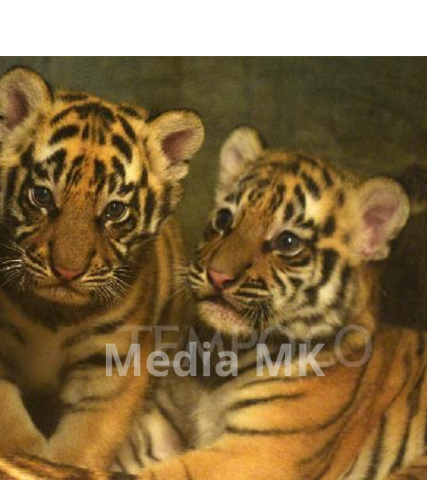 Kematian Huru dan Hara, Anak Harimau Benggala di Bandung Zoo Jadi Sorotan Publik