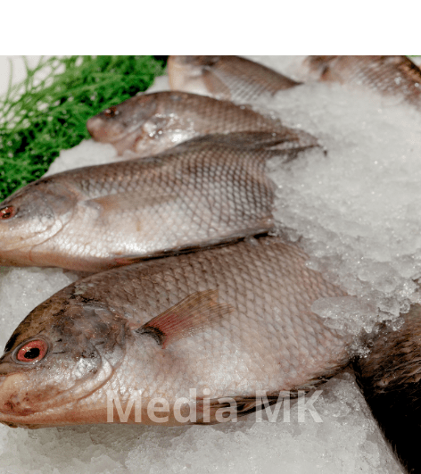 Ikan Gurame Cepat Besar? Ini Tips Perawatan dan Pakan yang Tepat