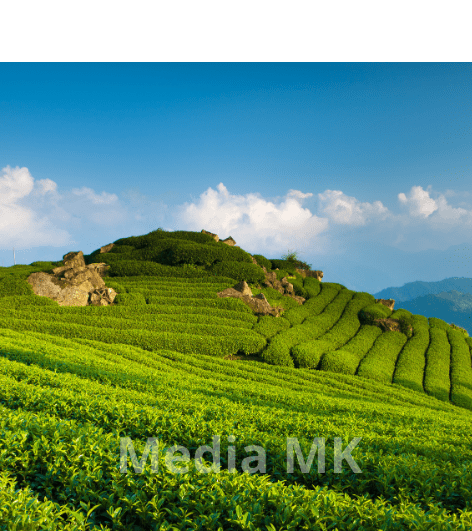 Daerah Seperti Apa yang Cocok untuk Budidaya Teh?