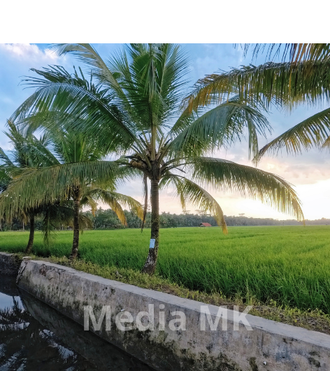 Pohon Kelapa: Tanaman Serbaguna yang Memberi Banyak Manfaat bagi Kehidupan