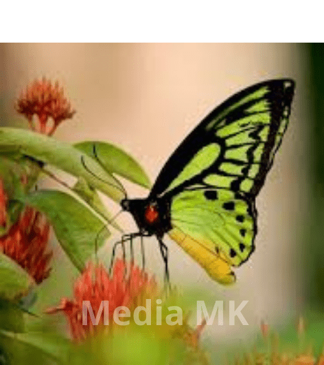 Peran Kupu-Kupu dalam Penyerbukan Tanaman yang Jarang Diketahui