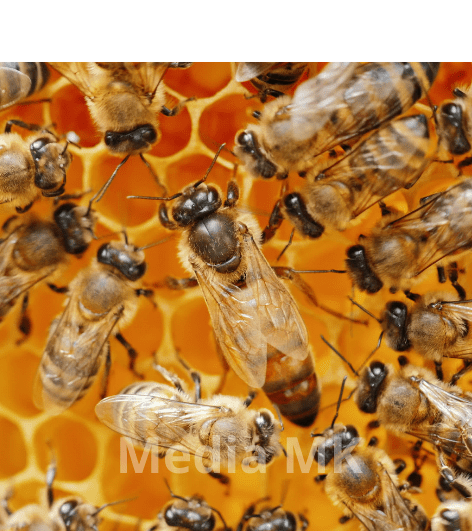 Mengapa Lebah Madu Sangat Penting bagi Ekosistem?