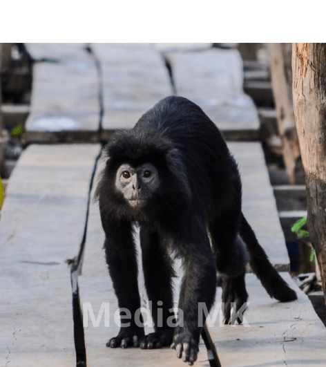 Lutung Jawa, Primata Pemalu Penjaga Hutan yang Mulai Terancam Punah