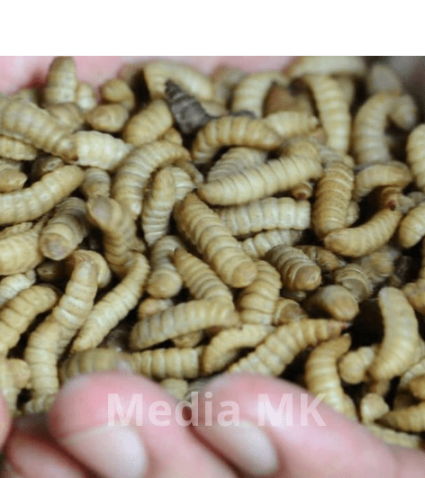 Maggot, Solusi Efektif Mengurai Sampah Organik Rumah Tangga Jadi Kompos Berkualitas