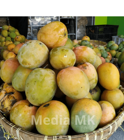 Mangga Indramayu dan Peluang Usaha Buah Lokal yang Menjanjikan