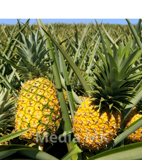 Batuk Tak Kunjung Reda? Coba Atasi dengan Buah Nanas