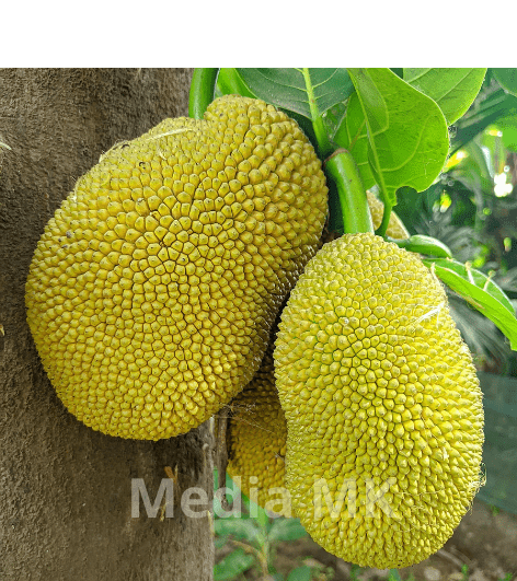 Buah Nangka, Si Manis Tropis yang Kaya Nutrisi