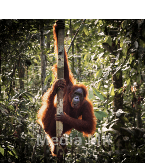 Peran Penting Orangutan dalam Menjaga Keseimbangan Hutan Tropis
