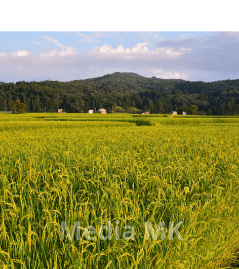 Kenapa Beras Cianjur Terkenal Pulen?