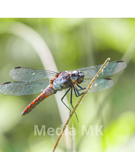 Mengapa Capung Disebut Bioindikator Kesehatan Lingkungan?