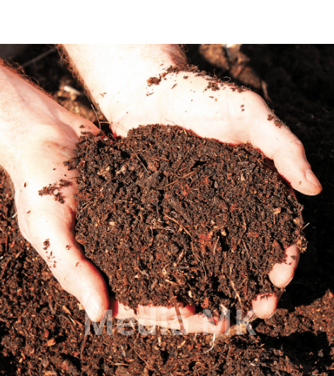 Mengenal Pupuk Kandang, Solusi Alami untuk Menyuburkan Tanah dan Tanaman