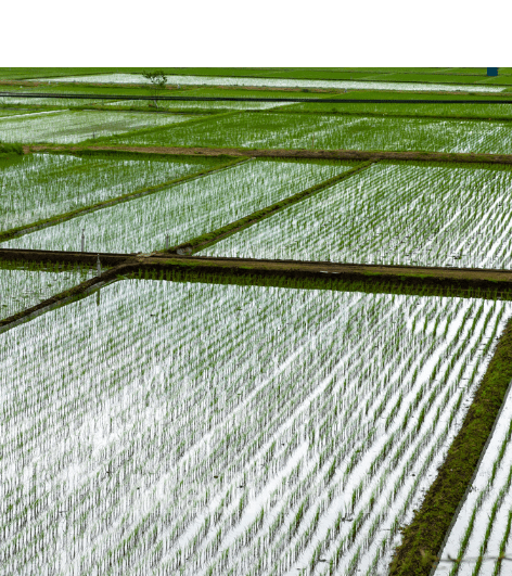 7 Kota Penghasil Beras di Jawa Barat yang Mendukung Ketahanan Pangan Indonesia