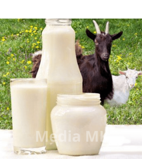 Manfaat Susu Kambing Etawa untuk Kesehatan Tubuh yang Jarang Diketahui