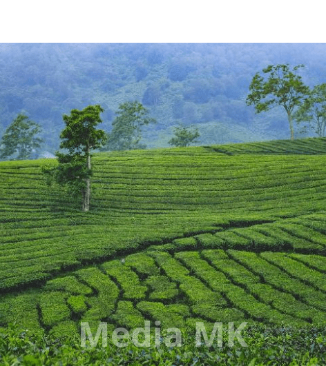 Menelusuri Sejarah Kebun Teh Rancabali yang Penuh Cerita dan Pesona Alam