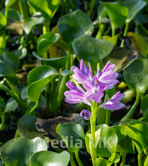 Eceng Gondok di Perairan: Ancaman atau Peluang Ekonomi Baru?