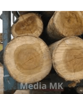 Acacia mangium (Akasia) sebagai Tanaman Hutan Produksi