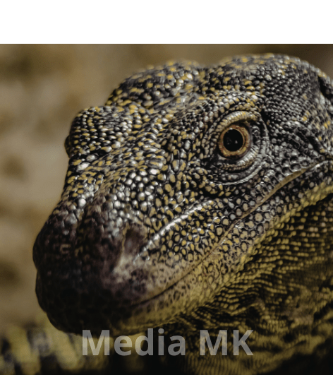 Kerja Sama Indonesia–Jepang untuk Konservasi Komodo Disepakati