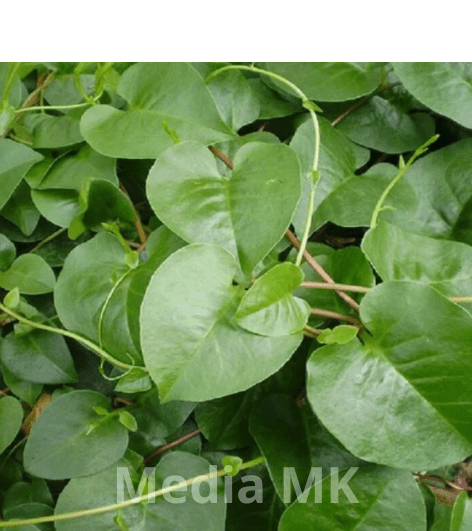 Daun Binahong, Tanaman Herbal dengan Segudang Manfaat