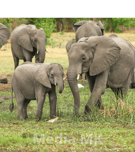 Gajah Sumatera Terancam, Pemerintah Siapkan Inpres untuk Menjaga Populasi dan Habitat