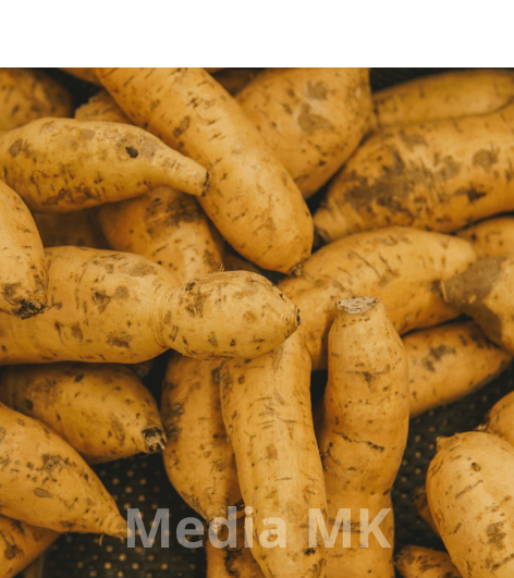 Mengenal Ubi Cilembu, Si Ubi Madu Asli dari Sumedang