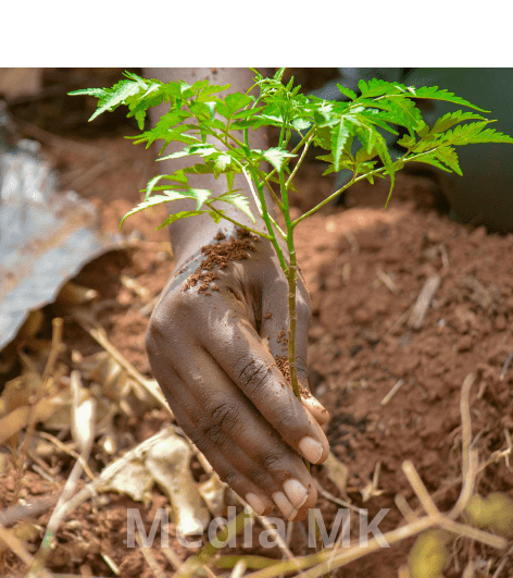 Mau Halaman Rumah Lebih Teduh? Ini 9 Pohon yang Paling Cocok Ditanam