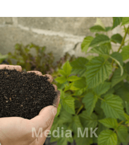 Cara Menggunakan Pupuk Kompos di Kebun Rumah agar Tanaman Tumbuh Cepat
