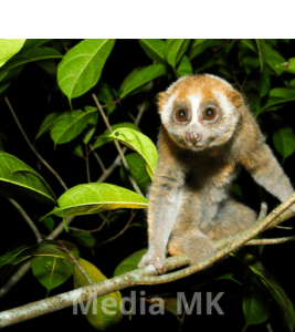 Mengenal Kukang, Primata Imut yang Dilindungi dan Terancam Punah