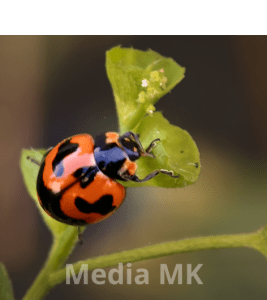 Kumbang Koksi sebagai Pengendali Hama Alami, Solusi Pertanian Tanpa Pestisida?