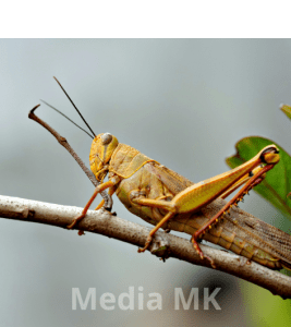 Belalang sebagai Hama atau Sahabat Petani? Ini Faktanya