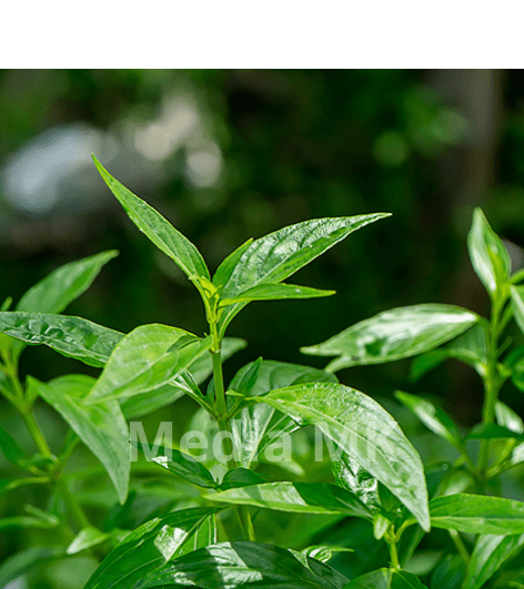 Sambiloto: Tanaman Pahit yang Diam-Diam Punya Segudang Manfaat