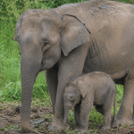 Kabar Baik dari Tesso Nilo: Lahirnya Anak Gajah Betina Jadi Harapan Baru Konservasi Gajah Sumatra