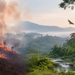 Kebakaran Hutan dan Rewilding: Benarkah Pemulihan Alam Memicu Api?